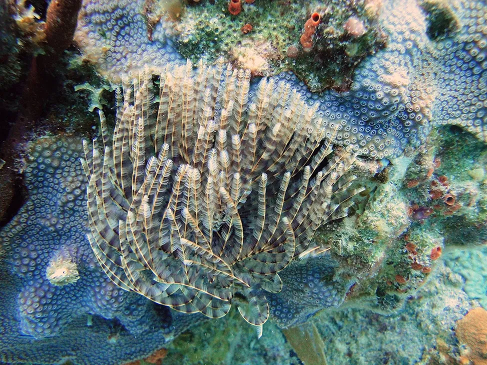 Coral reef project cover